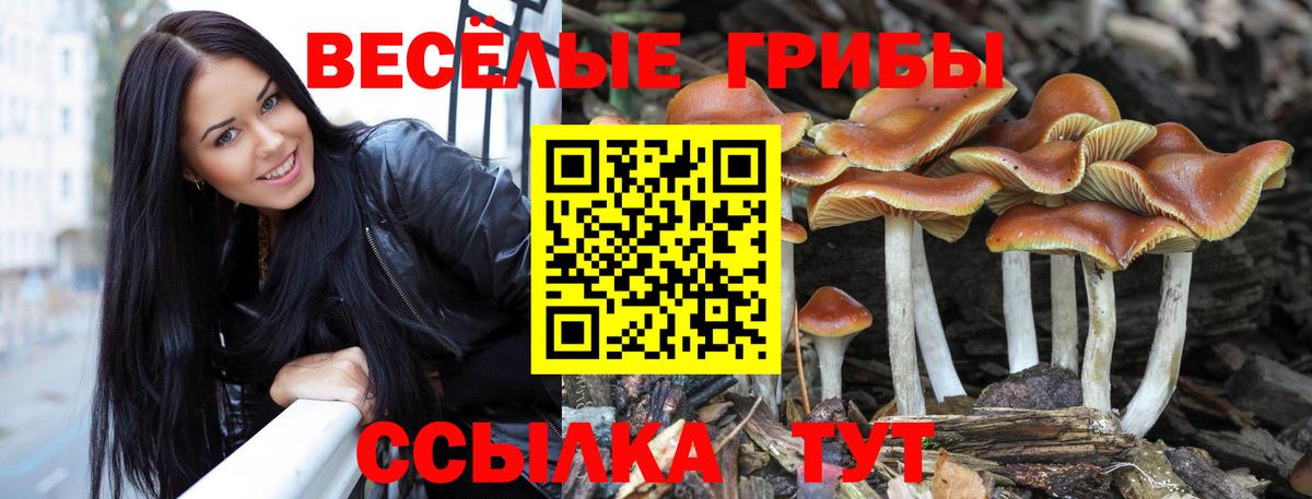 Свободный  Псилоцибиновые грибы прущие грибы  Вход с VPN 